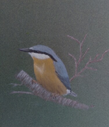 Sitelle Torchepot Tekening getiteld "Sitelle Torchepot" door Véronique Lenfant, Origineel Kunstwerk, Pastel