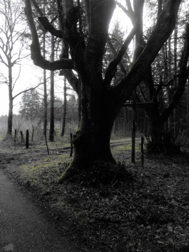 Photographie intitulée "arbre" par Antoine Marelle, Œuvre d'art originale, Photographie manipulée