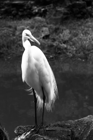 Photography titled "garça 3" by Nino Rocha Fotografia, Original Artwork, Digital Photography