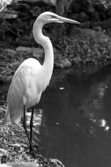 Photography titled "garça 5" by Nino Rocha Fotografia, Original Artwork, Digital Photography
