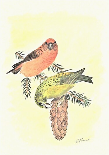 bec croisé des sapins- aquarelle signée Painting titled "bec croisé des sapi…" by Patricia Giroldini Hyvernat, Original Artwork, Watercolor