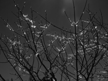Photography titled "Branches glacées" by Florence Pouget-Landrieu, Original Artwork, Digital Photography