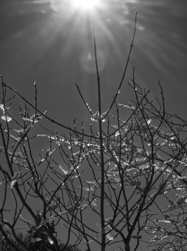 Photography titled "Branches glacées 3" by Florence Pouget-Landrieu, Original Artwork, Digital Photography