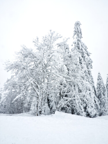 Photography titled "Arbres sous la neige" by Florence Pouget-Landrieu, Original Artwork, Digital Photography