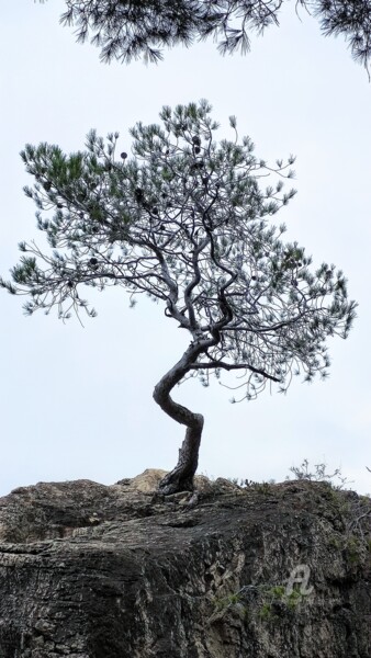 Photography titled "L'Arbre de Vie à Ba…" by Patrice Le Gall, Original Artwork, Non Manipulated Photography