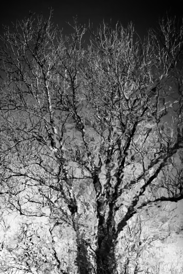 Photography titled "TREE OF LIFE (N°1/3…" by Christian Houeix, Original Artwork, Digital Photography