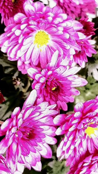 Photographie intitulée "Chrysanthème - 2/499" par Carlos Vieira, Œuvre d'art originale, Photographie non manipulée