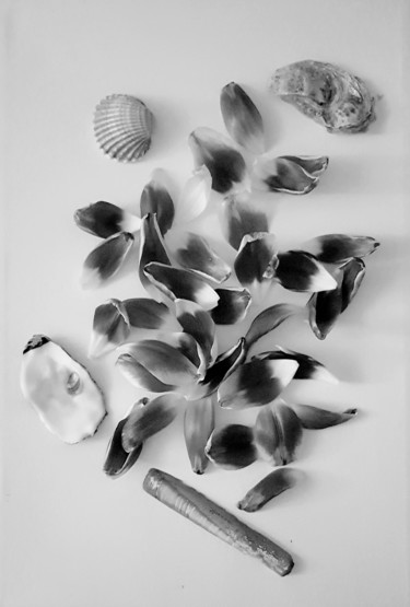 Photographie intitulée "Pétales et coquilla…" par Carlos Vieira, Œuvre d'art originale, Photographie non manipulée