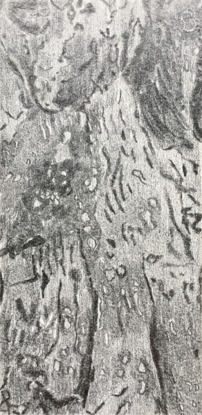 图画 标题为“Peau de chêne” 由Camille Rouschmeyer, 原创艺术品, 铅笔