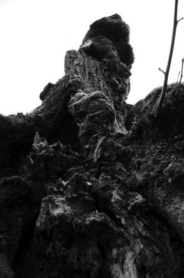 Photography titled "arbre 01" by Antoine Marelle, Original Artwork, Digital Photography