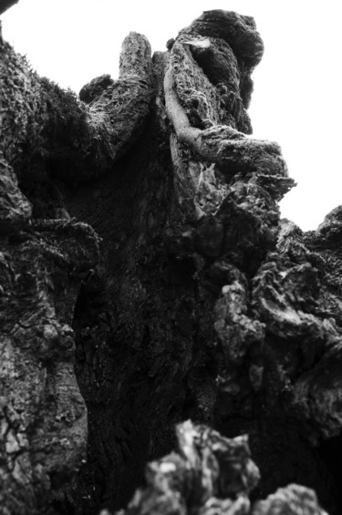Photography titled "arbre 02" by Antoine Marelle, Original Artwork, Digital Photography