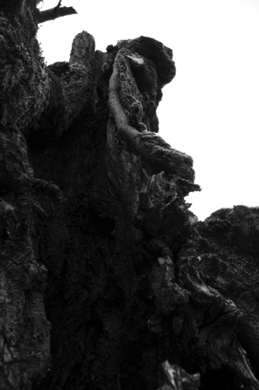 Photography titled "arbre 03" by Antoine Marelle, Original Artwork, Digital Photography