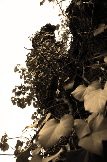 Photography titled "arbre 04" by Antoine Marelle, Original Artwork, Digital Photography