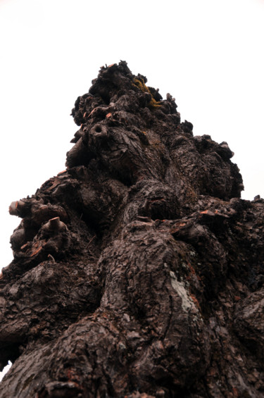 Photography titled "arbre 07" by Antoine Marelle, Original Artwork, Digital Photography