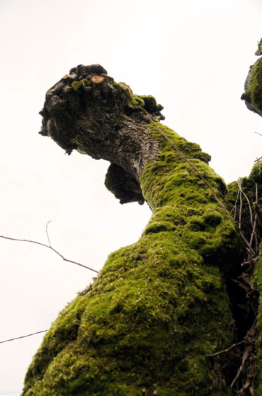 Photography titled "arbre 09" by Antoine Marelle, Original Artwork, Digital Photography