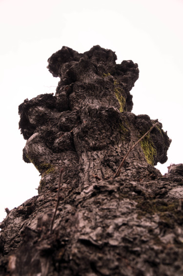 Photography titled "arbre 12" by Antoine Marelle, Original Artwork, Digital Photography