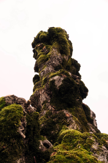 Photography titled "arbre 14" by Antoine Marelle, Original Artwork, Digital Photography