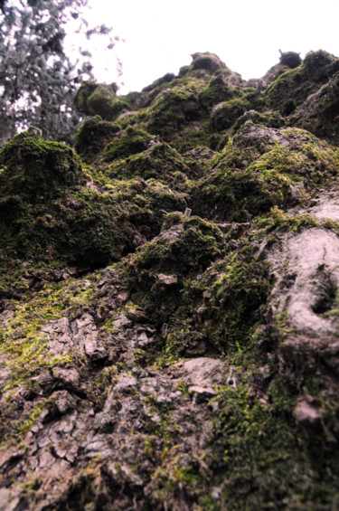 Photography titled "arbre 15" by Antoine Marelle, Original Artwork, Digital Photography