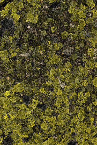 Photographie intitulée "Lichen nickel" par Christophe Jeanjean, Œuvre d'art originale, Photographie numérique Monté sur Alum…