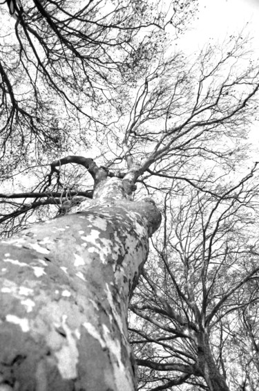 Photography titled "tronc 01" by Antoine Marelle, Original Artwork, Digital Photography