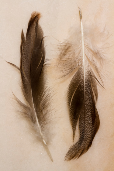 Photography titled "Feathers" by Sandra Platas Hernández, Original Artwork, Digital Photography