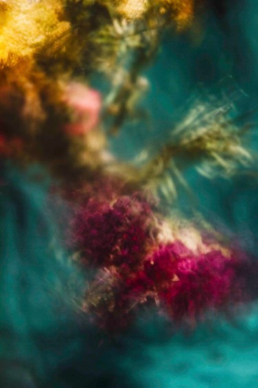 Photography titled "Dancing Roses II" by Sandra Platas Hernández, Original Artwork, Digital Photography