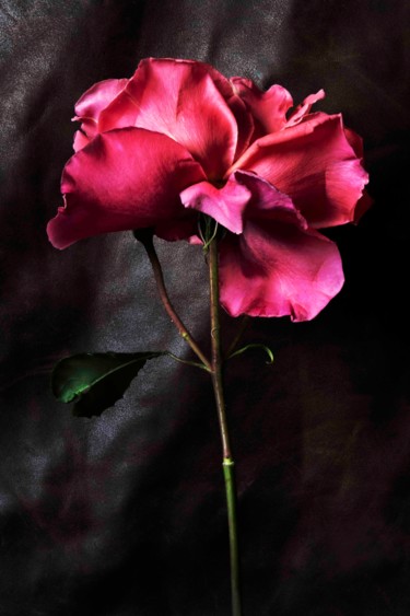 Photography titled "Rose" by Sandra Platas Hernández, Original Artwork, Digital Photography