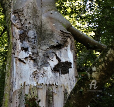 Photography titled "Main Nature" by Féemerode, Original Artwork, Non Manipulated Photography
