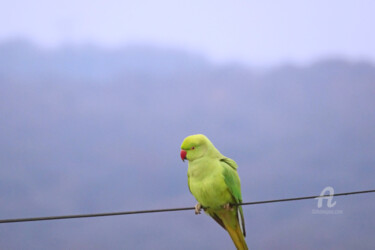 A psittacula and soft green against the green of the valley Photographie intitulée "A psittacula and so…" par Cédric Hajiji, Œuvre d'art originale, Photographie numérique
