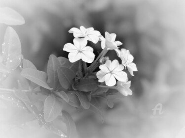 Photographie intitulée "White and black det…" par Cédric Hajiji, Œuvre d'art originale, Photographie numérique