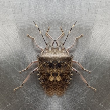 Photographie intitulée "Rhopalidae à deux t…" par Carlos Vieira, Œuvre d'art originale, Photographie numérique