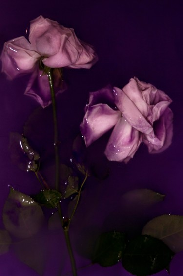 Photography titled "Le Violet" by Sandra Platas Hernández, Original Artwork, Digital Photography