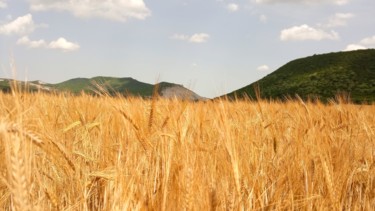 Fotografia intitolato "Rye" da Graham Richard, Opera d'arte originale, Fotografia digitale