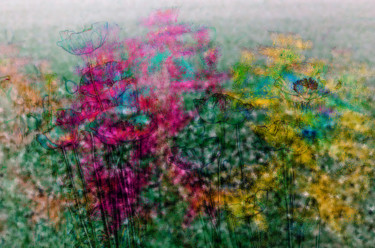 Digitale Kunst mit dem Titel "Mohn alles vorhanden" von Sigrid Gombert, Original-Kunstwerk, Digitale Malerei