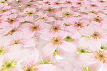 Digitale Kunst mit dem Titel "clematis eine Waldr…" von Sigrid Gombert, Original-Kunstwerk, Digitale Malerei