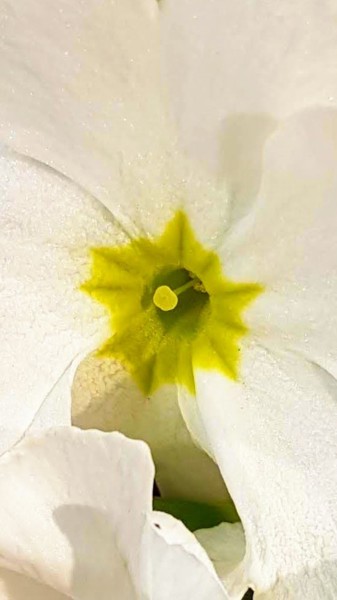 Photographie intitulée "PRIMEVERES BLANC -…" par Carlos Vieira, Œuvre d'art originale, Photographie non manipulée