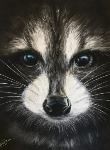 Racoon
