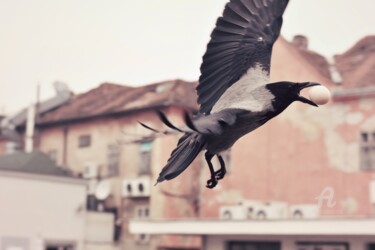 Photography titled "Today at Dolac Mark…" by Alen Gurovic, Original Artwork, Non Manipulated Photography