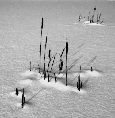 Cattails In Winter Fotografia intitolato "Cattails In Winter" da Bavosi Photoart, Opera d'arte originale, Fotografia digitale