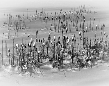 Grafton Cattails In Snow Fotografia intitolato "Grafton Cattails In…" da Bavosi Photoart, Opera d'arte originale, Fotografia digitale