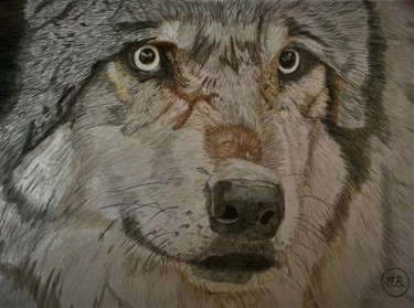 Regard de loup