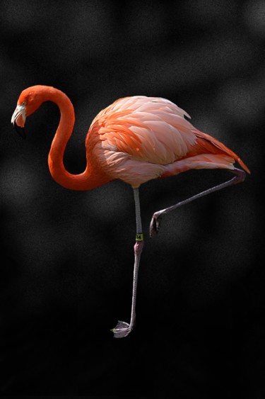 Photographie intitulée "le flamingo" par Gaudi .C, Œuvre d'art originale, Photographie numérique