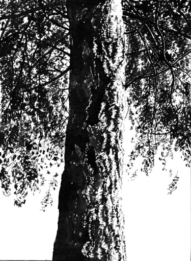 The Birch on a Summer Day. Береза в летний день 图画 标题为“The Birch on a Summ…” 由Владимир Абаимов, 原创艺术品, 墨