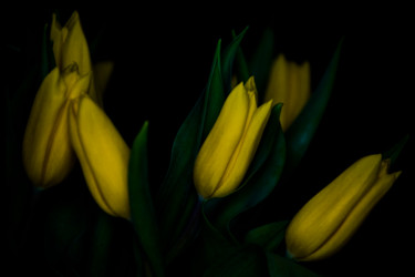 Yellow tulips on black background Φωτογραφία με τίτλο "Yellow tulips on bl…" από Alexander Tarasenkov, Αυθεντικά έργα τέχνης, Μη χειραγωγημένη φωτογραφία