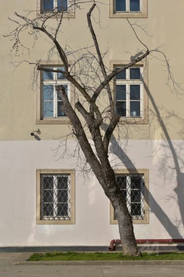 摄影 标题为“old tree and new fa…” 由Alen Gurovic, 原创艺术品, 非操纵摄影