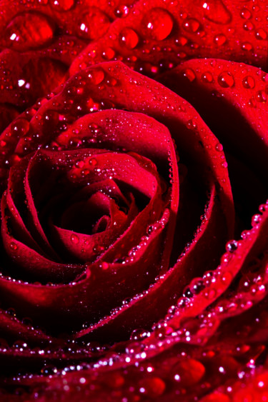 Photography titled "Agua de Rosas" by Sandra Platas Hernández, Original Artwork, Digital Photography