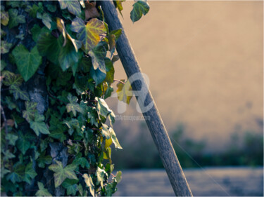 Projet 365 - #244 Les travaux du jardin Photographie intitulée "Projet 365 - #244 L…" par Sharlie Evans, Œuvre d'art originale, Photographie numérique