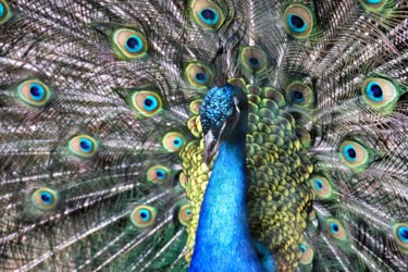 Photography titled "Peacock" by Elzem, Original Artwork, Digital Photography