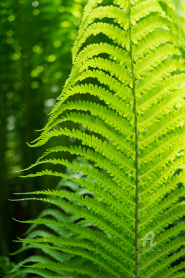 摄影 标题为“Green fern leaf in…” 由Adriana Mueller, 原创艺术品, 数码摄影