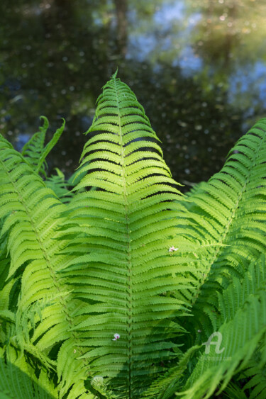 摄影 标题为“Green fern leaves a…” 由Adriana Mueller, 原创艺术品, 数码摄影